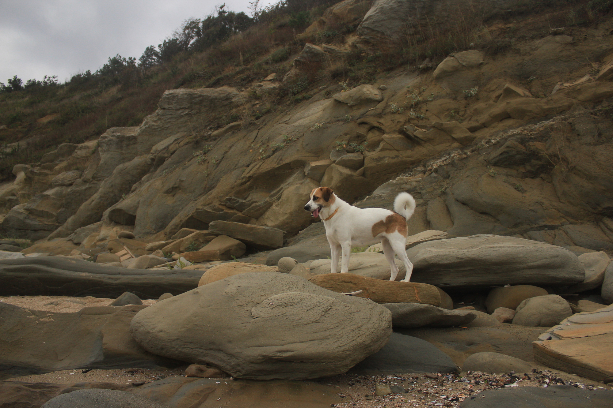 the scary dog who dropped her crew