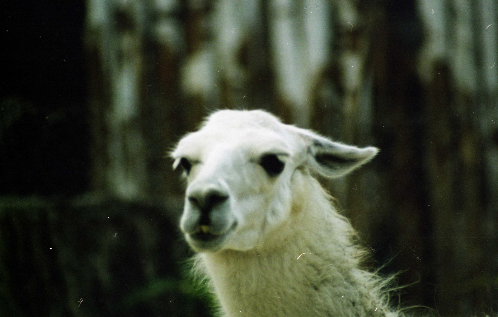 img370.jpg