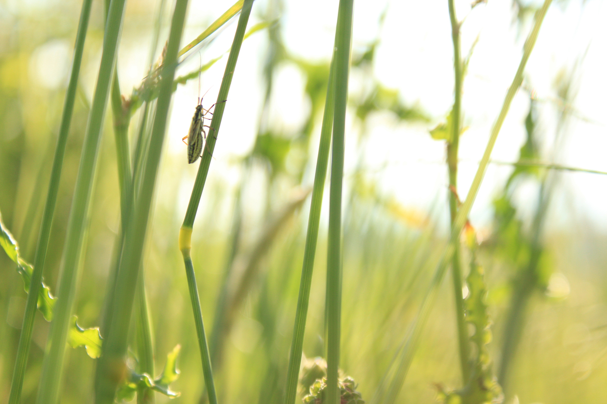 bugs life