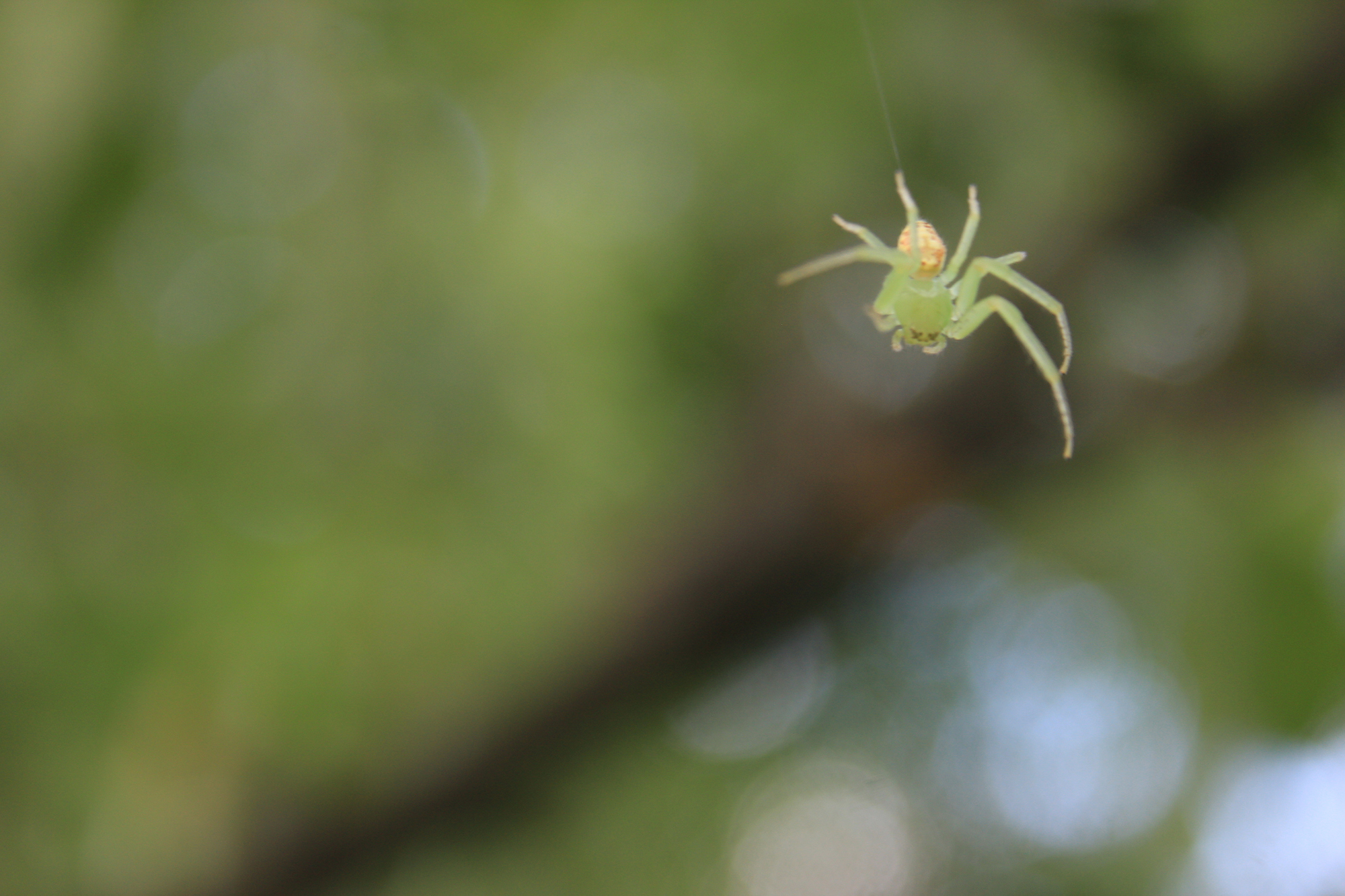 bugs life