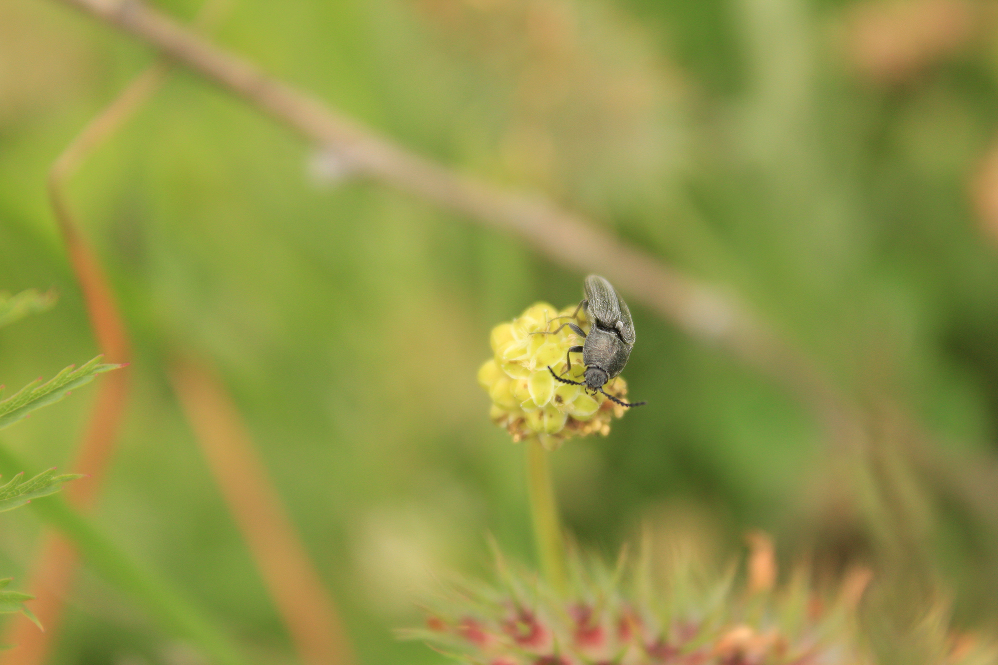 bugs life