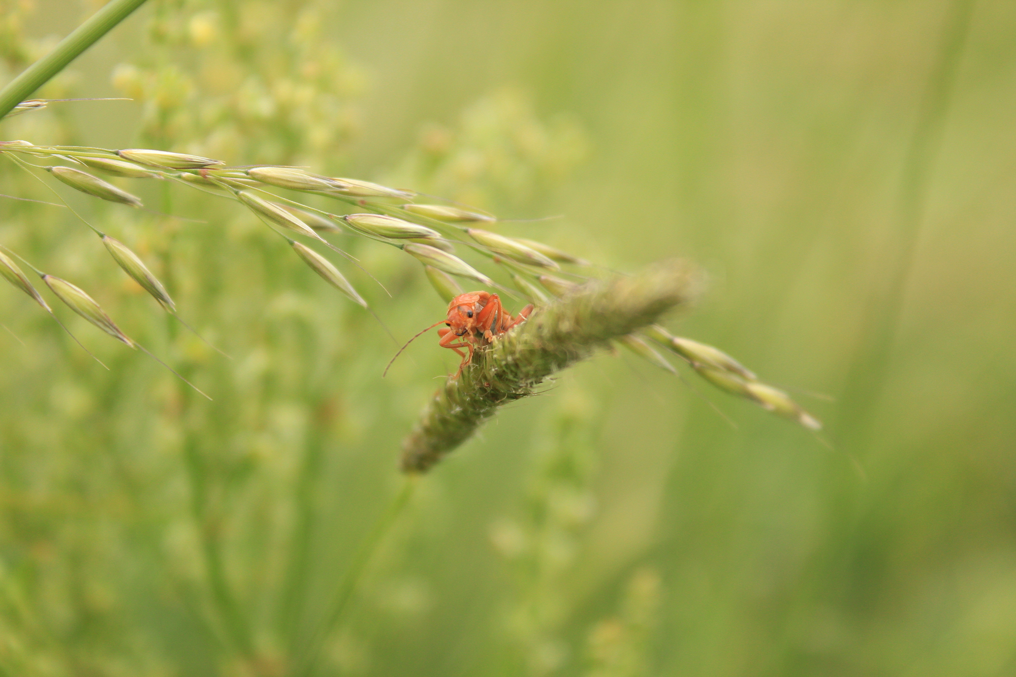 bugs life