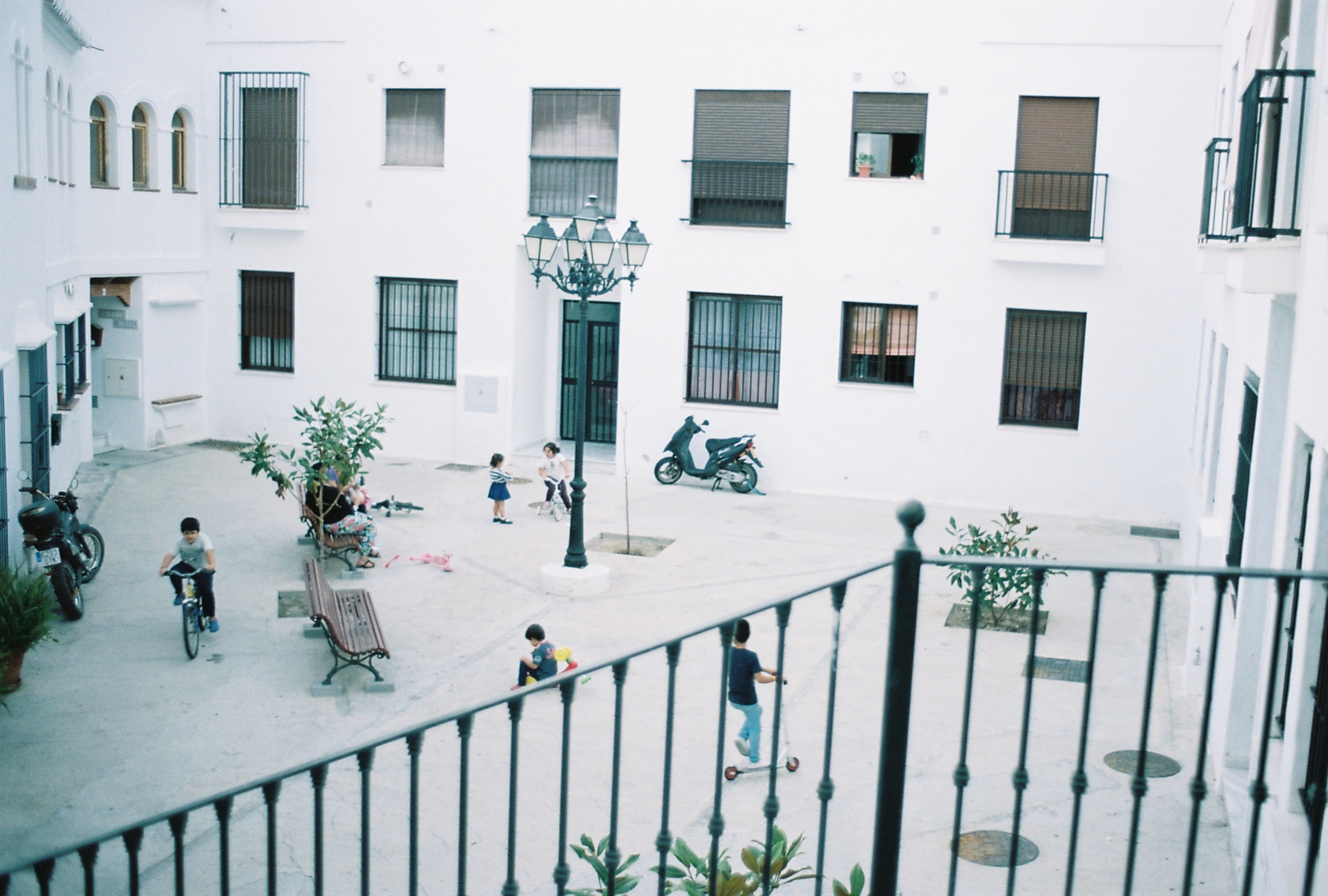 spanish mosquito (116)