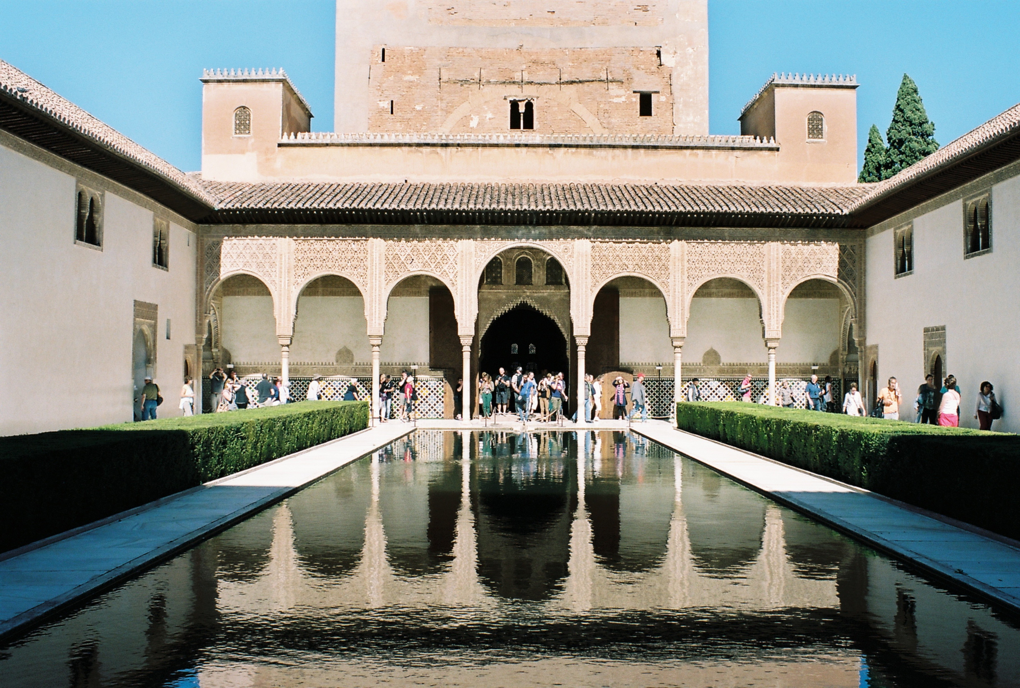 spanish mosquito (162)