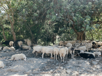 Crete (Κρήτη), September 2020
