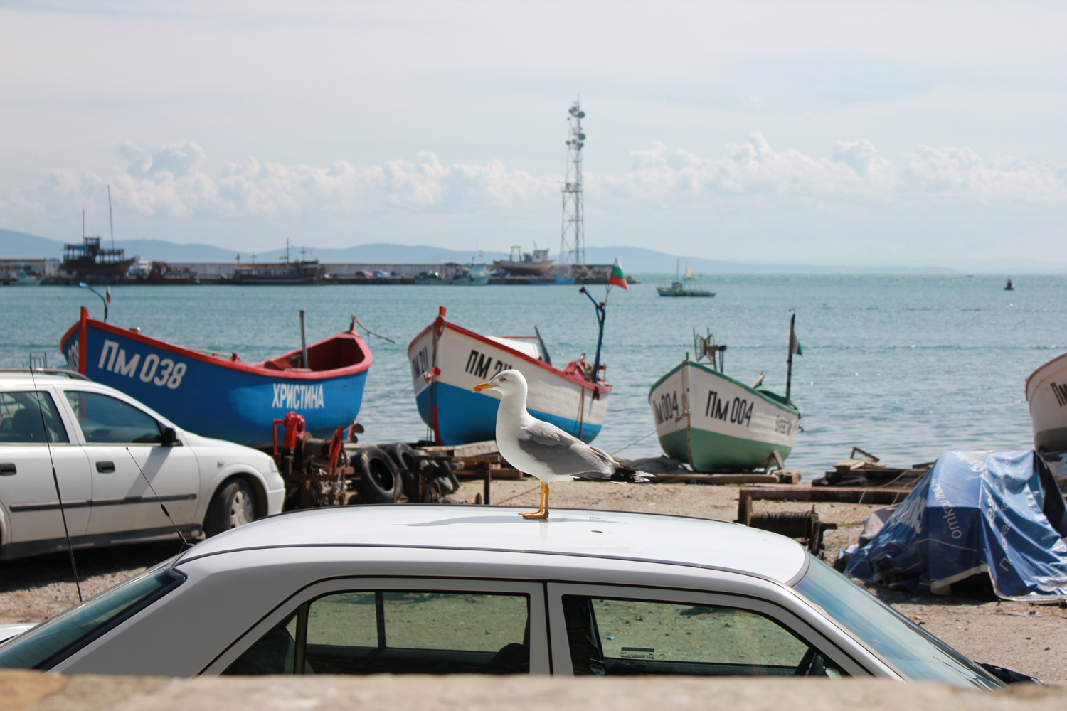 Хитра чайка