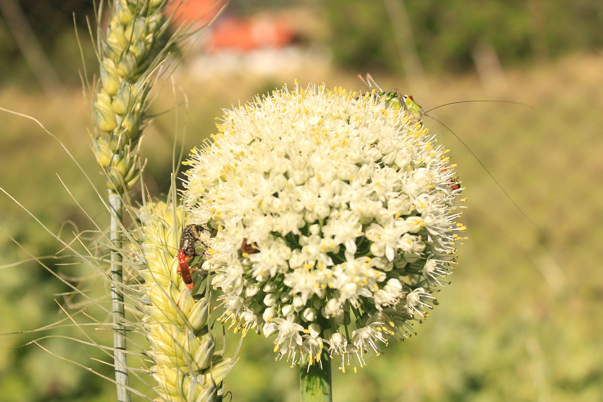 един цъфнал лук и две пшеници