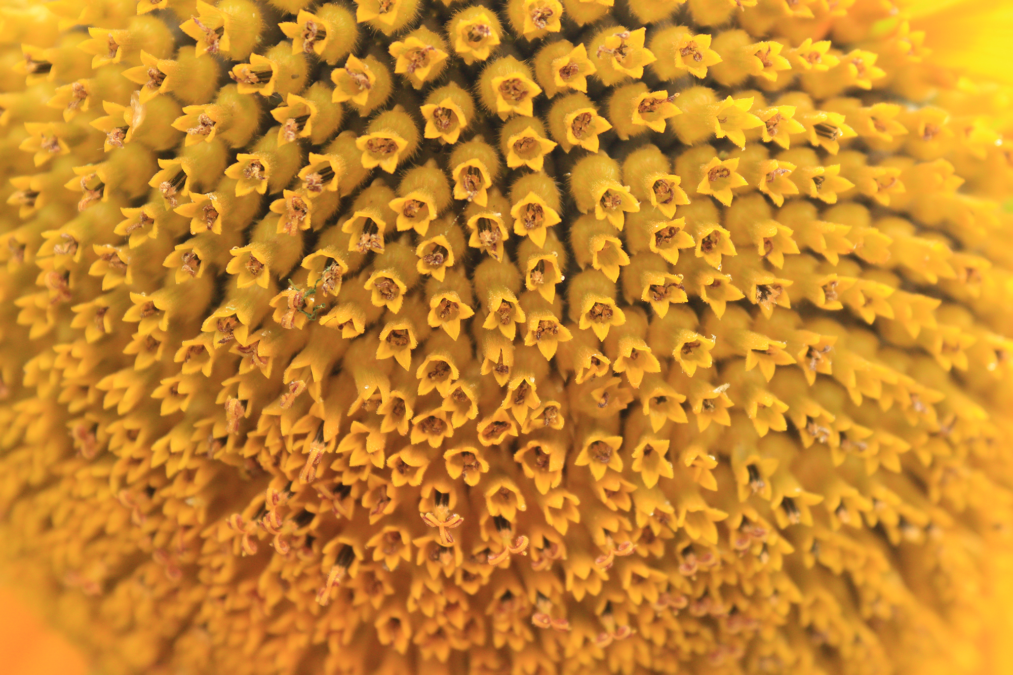 sunflower seeds