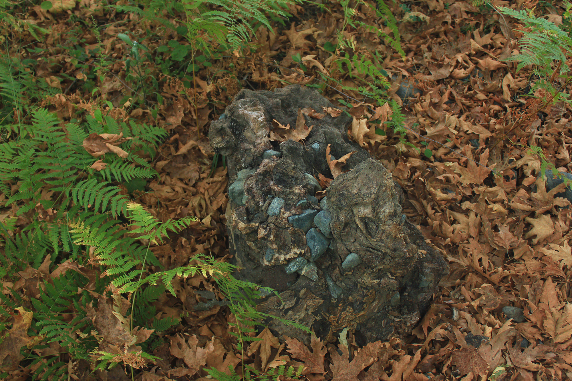 Nature's Wonders: Ingrown tree with stones
